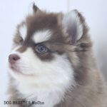ポンスキー子犬ID()サムネイル画像4