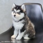 ポンスキー子犬ID()サムネイル画像1