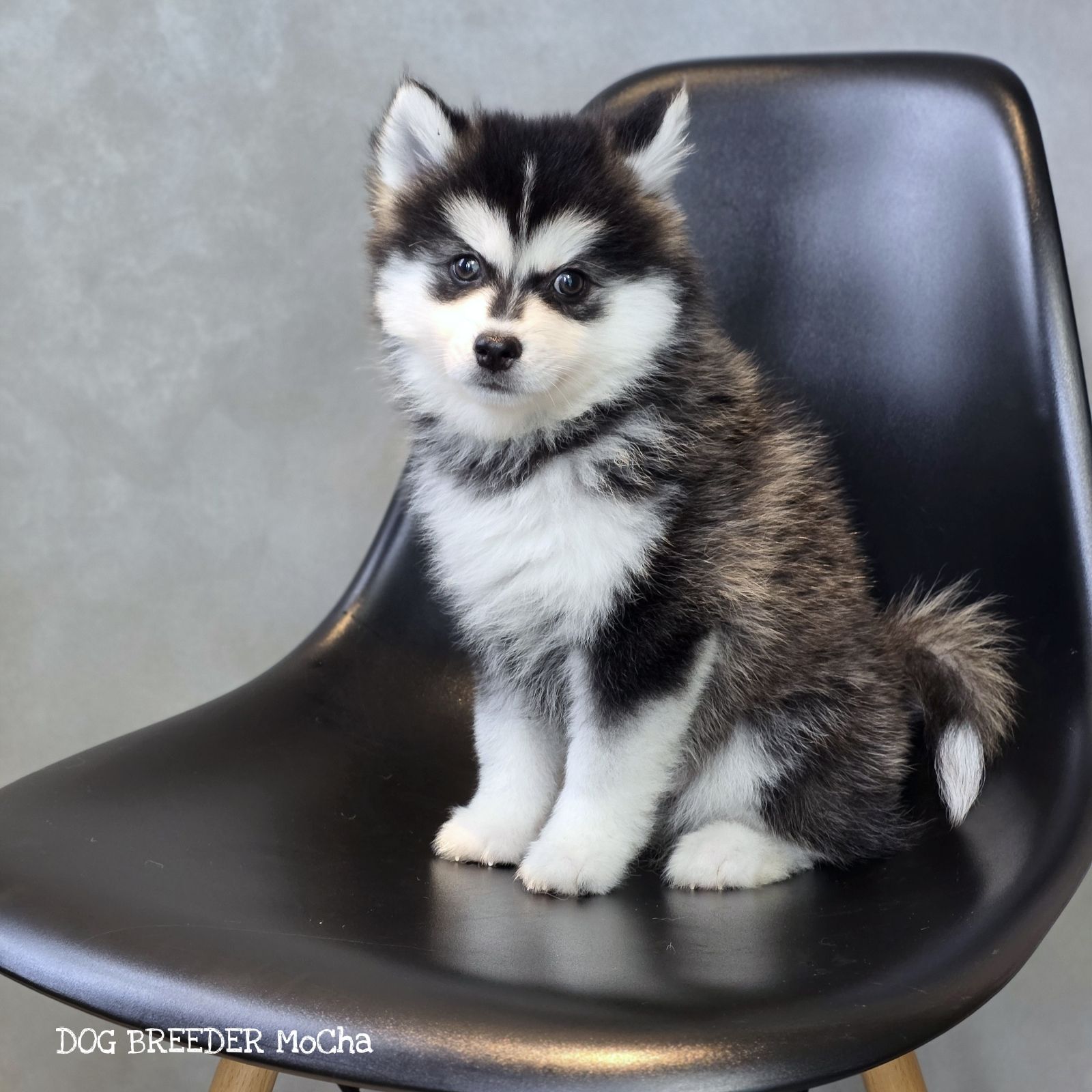 ポンスキー子犬ID()画像2