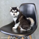 ポンスキー子犬ID()サムネイル画像3