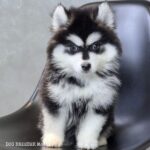 ポンスキー子犬ID()サムネイル画像1