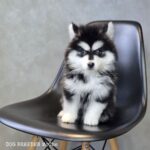 ポンスキー子犬ID()サムネイル画像3