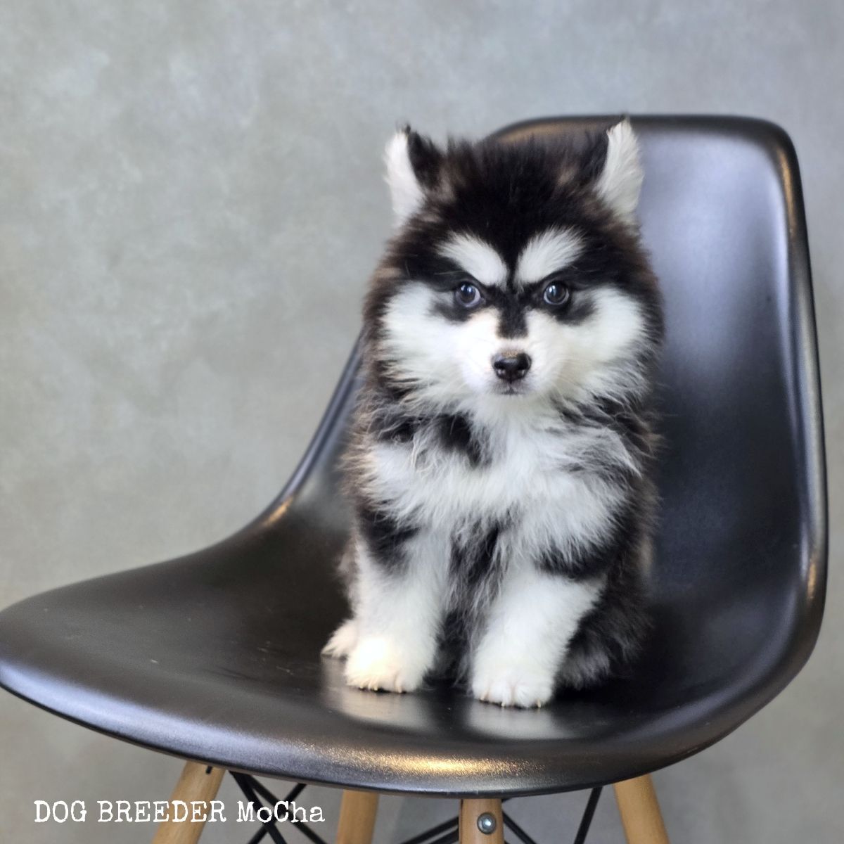 ポンスキー子犬ID()画像3