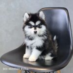 ポンスキー子犬ID()サムネイル画像2