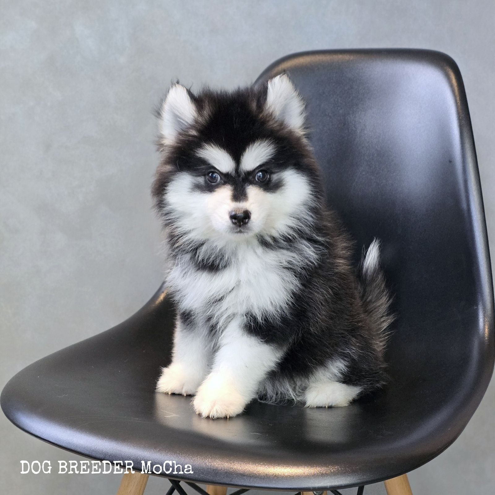 ポンスキー子犬ID()画像2