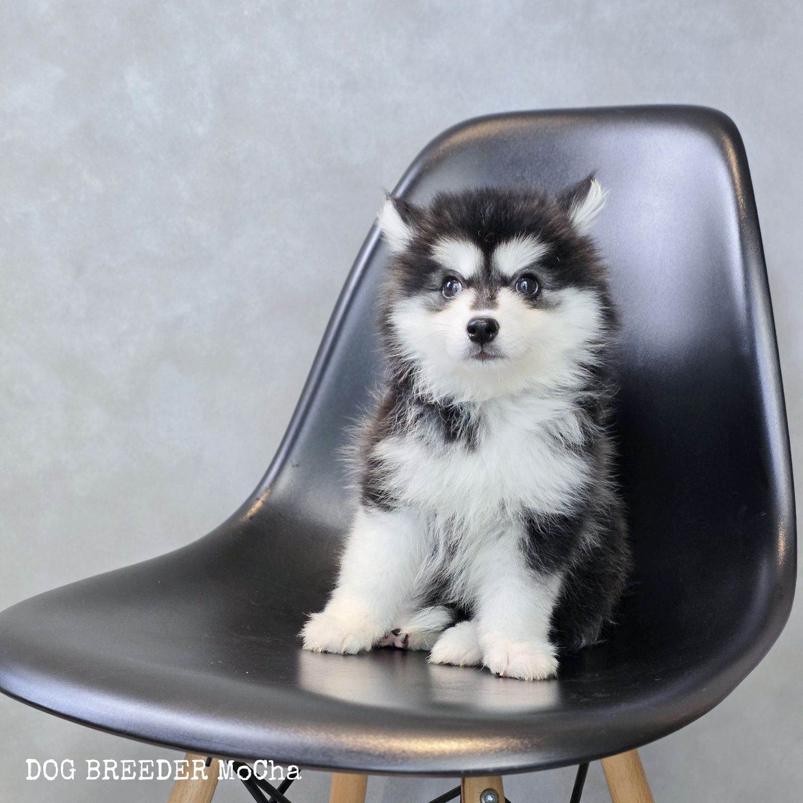 ポンスキー子犬ID()画像3