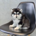 ポンスキー子犬ID()サムネイル画像1