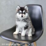 ポンスキー子犬ID()サムネイル画像1