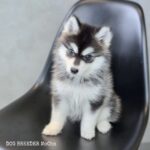 ポンスキー子犬ID()サムネイル画像2