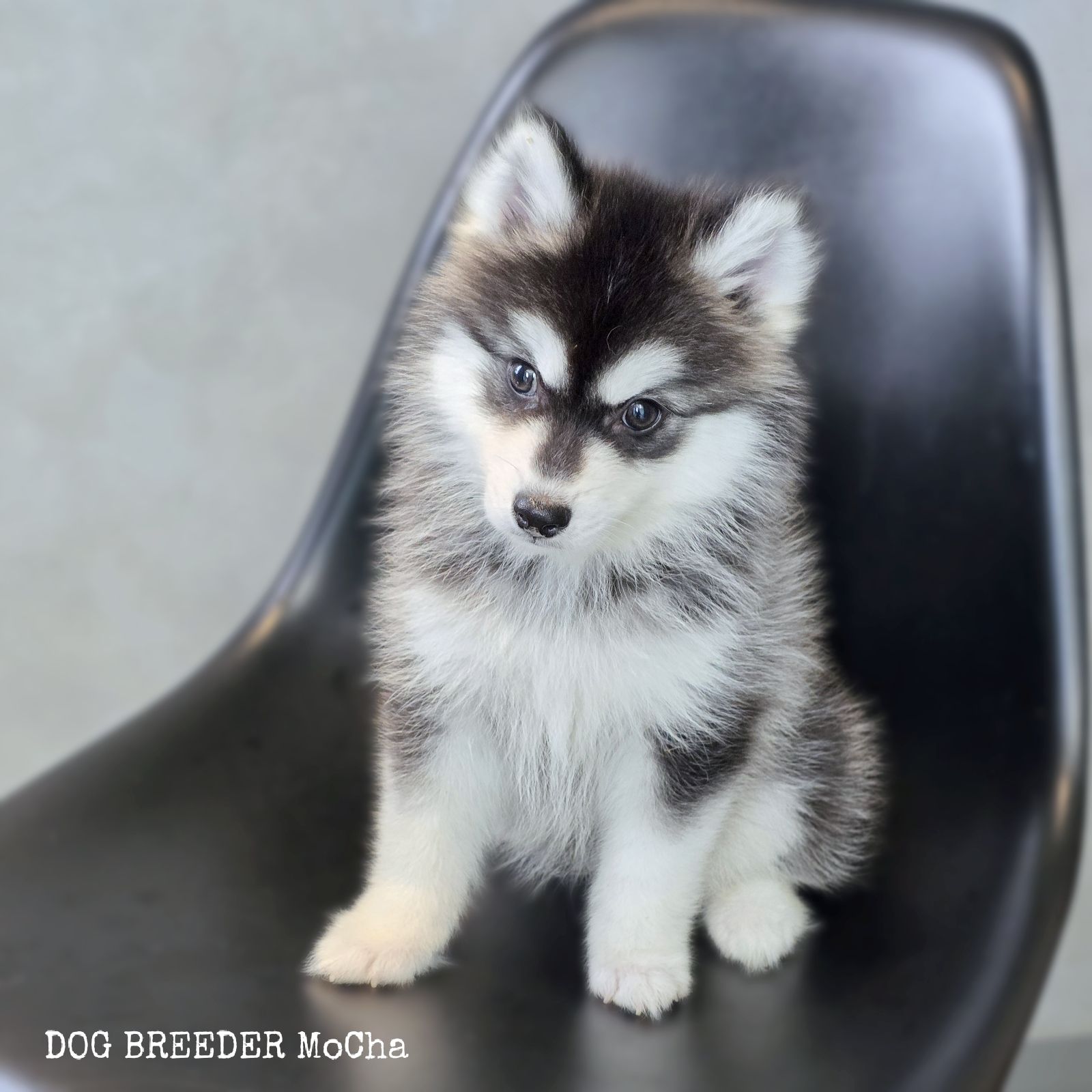 ポンスキー子犬ID()画像2