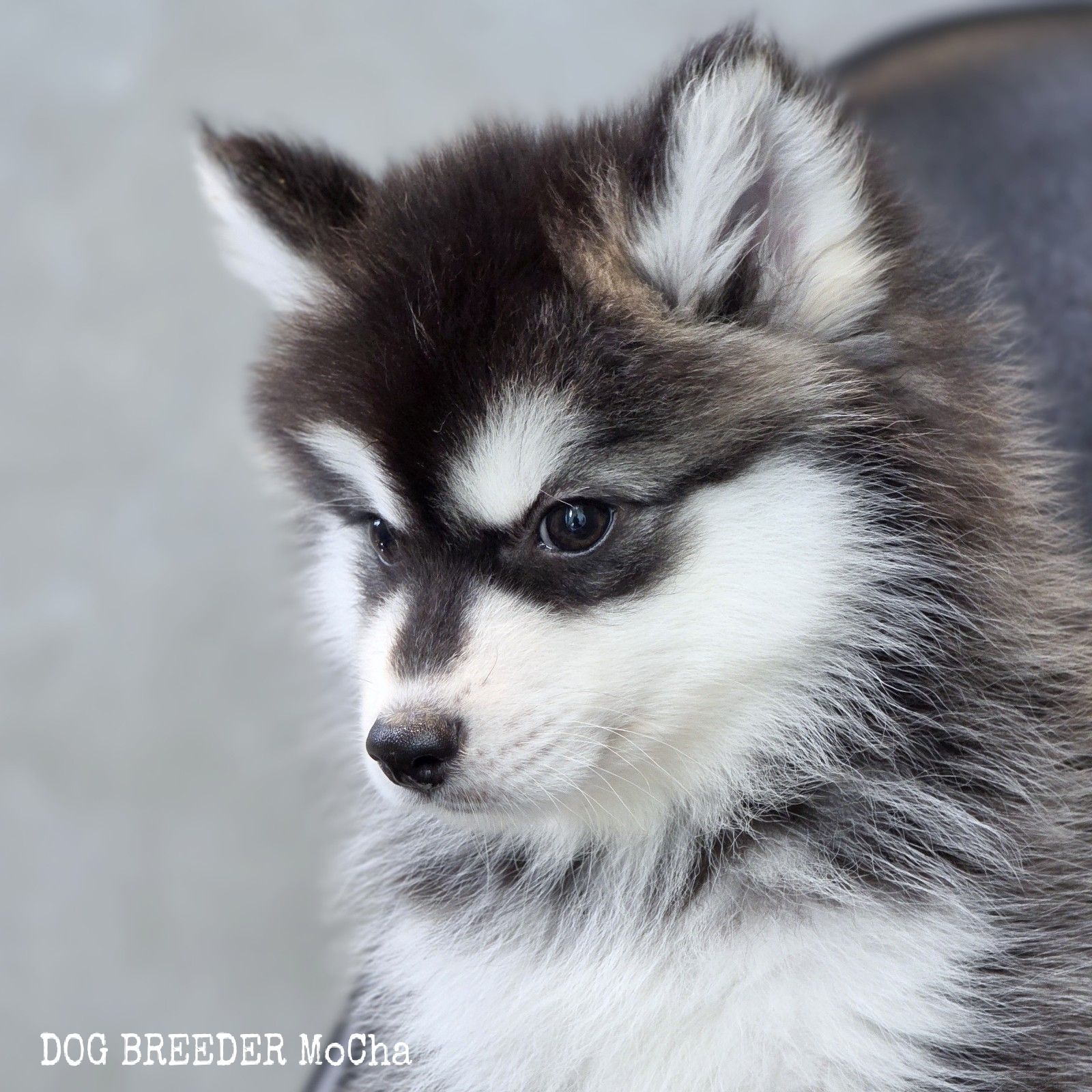 ポンスキー子犬ID()画像3