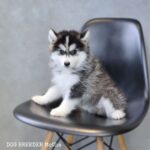 ポンスキー子犬ID()サムネイル画像1
