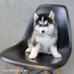 ポンスキー子犬ID()サムネイル画像2
