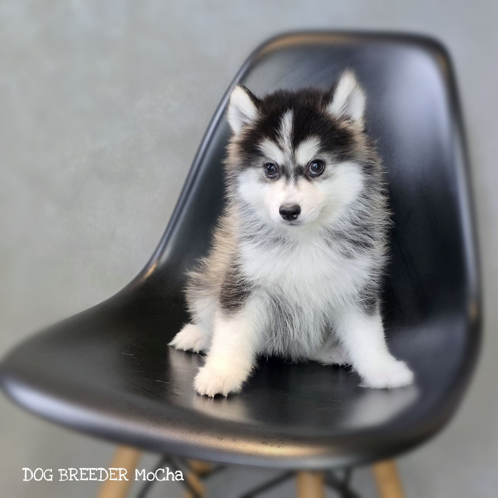 ポンスキー子犬ID()画像2