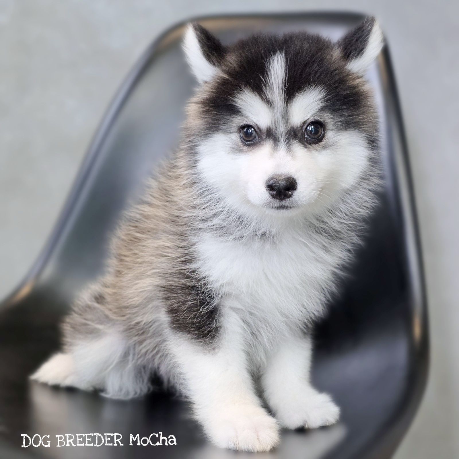 ポンスキー子犬ID()画像3
