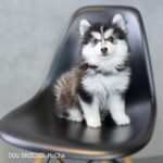 ポンスキー子犬ID()サムネイル画像2