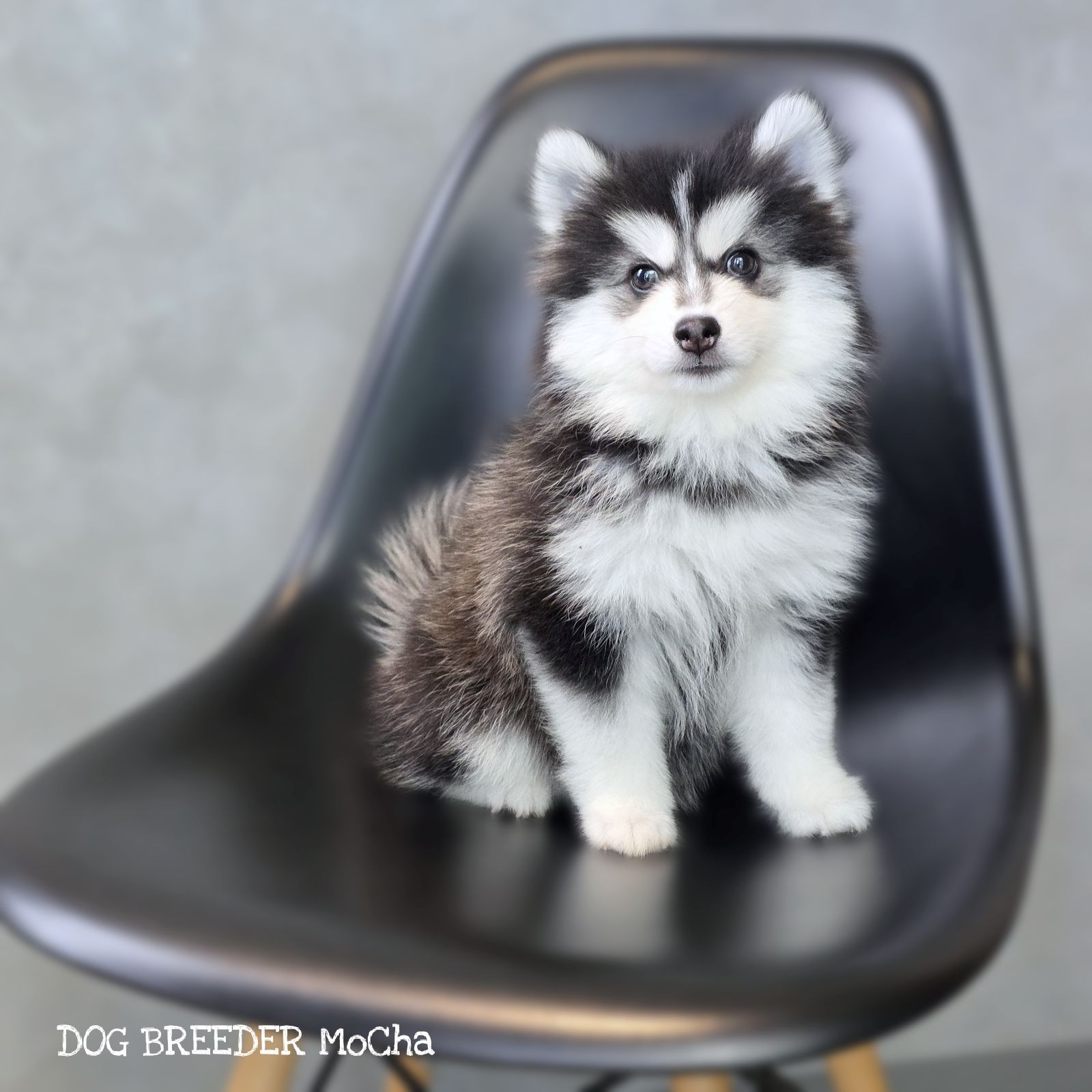 ポンスキー子犬ID()画像2