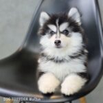 ポンスキー子犬ID()サムネイル画像3