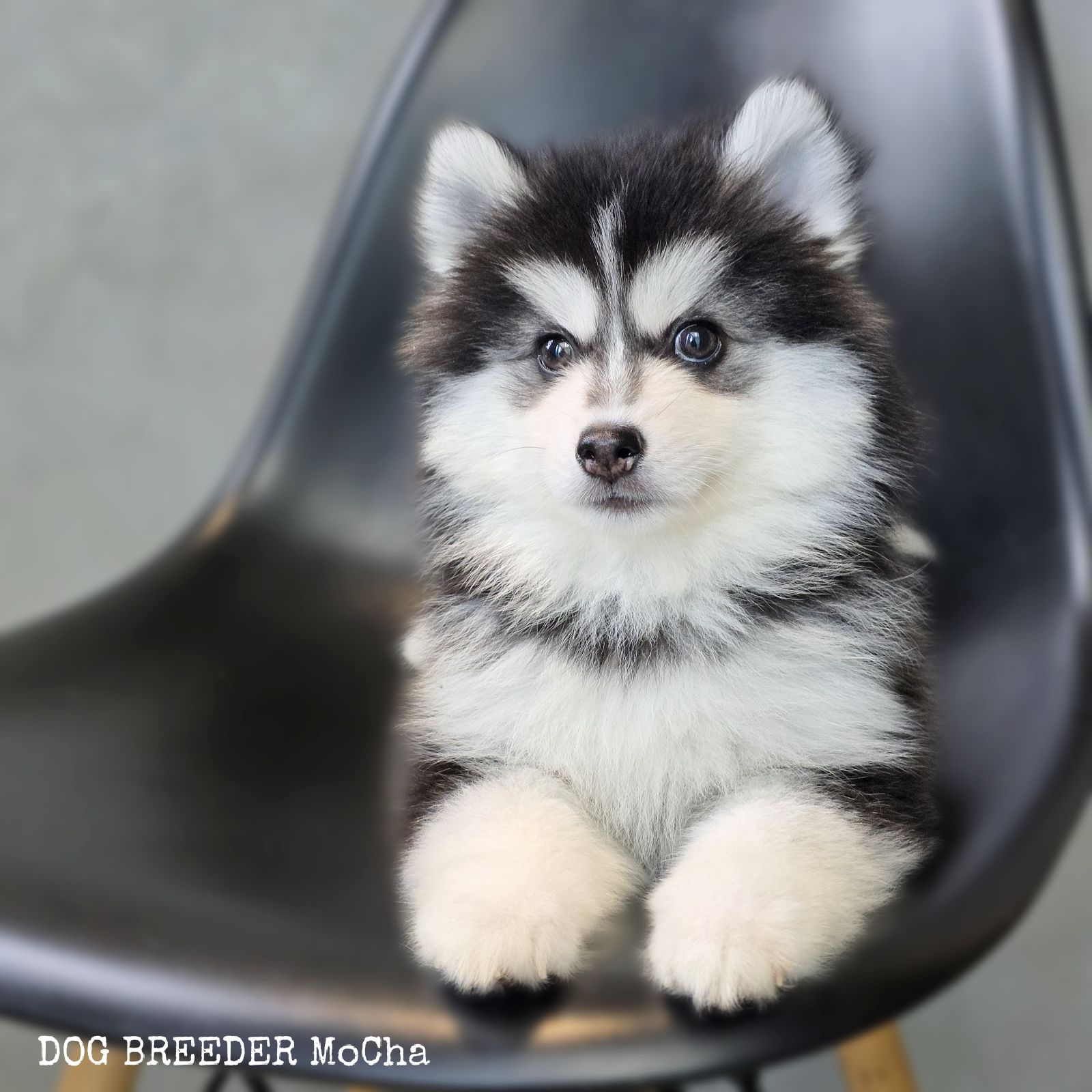 ポンスキー子犬ID()画像3
