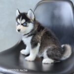 ポンスキー子犬ID()サムネイル画像2