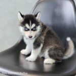 ポンスキー子犬ID()サムネイル画像3
