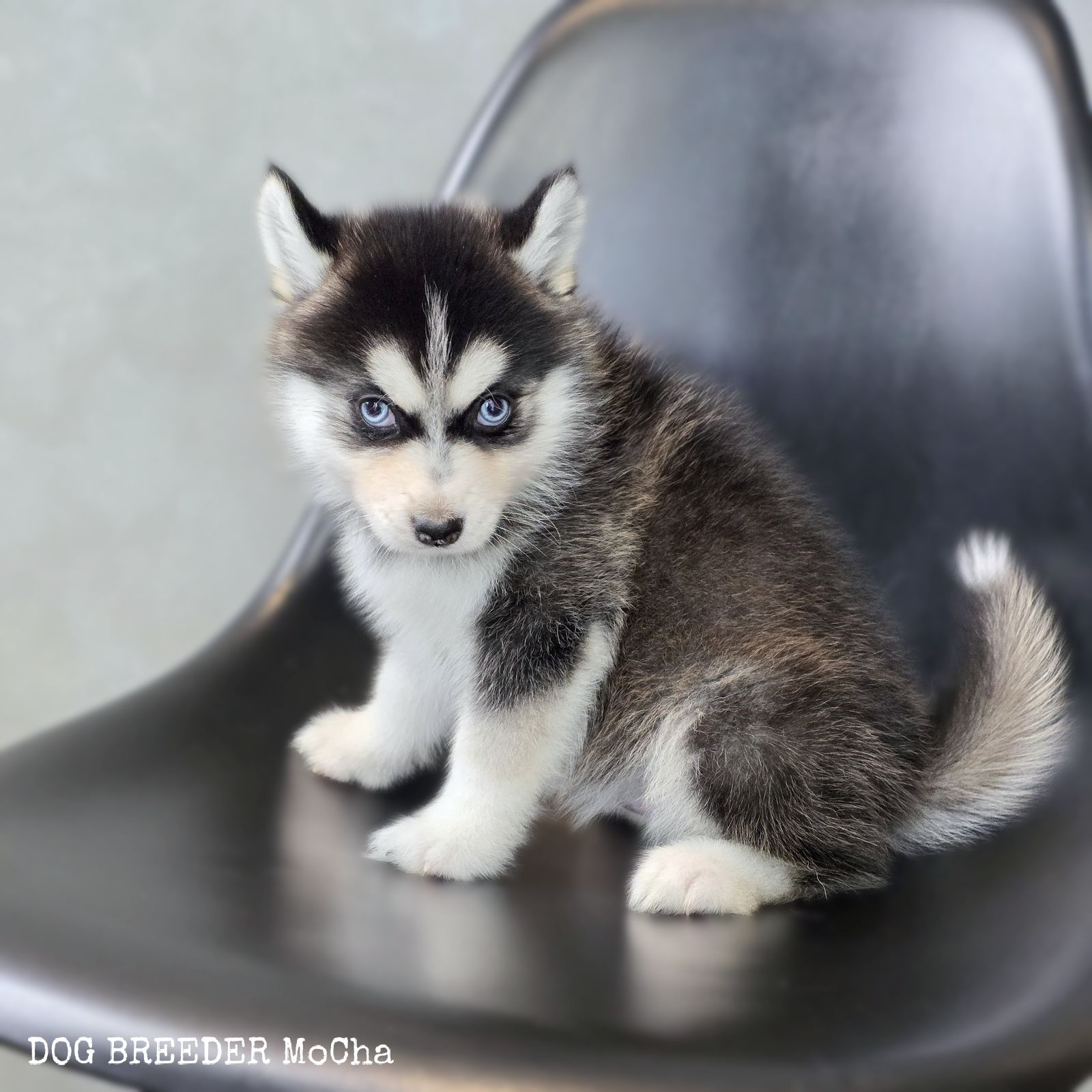 ポンスキー子犬ID()画像3