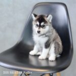 ポンスキー子犬ID()サムネイル画像2