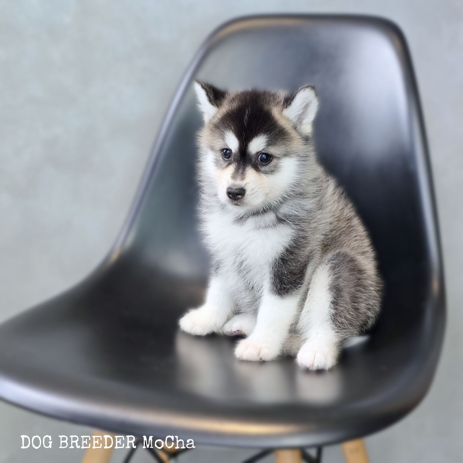 ポンスキー子犬ID()画像2