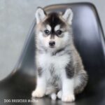 ポンスキー子犬ID()サムネイル画像3