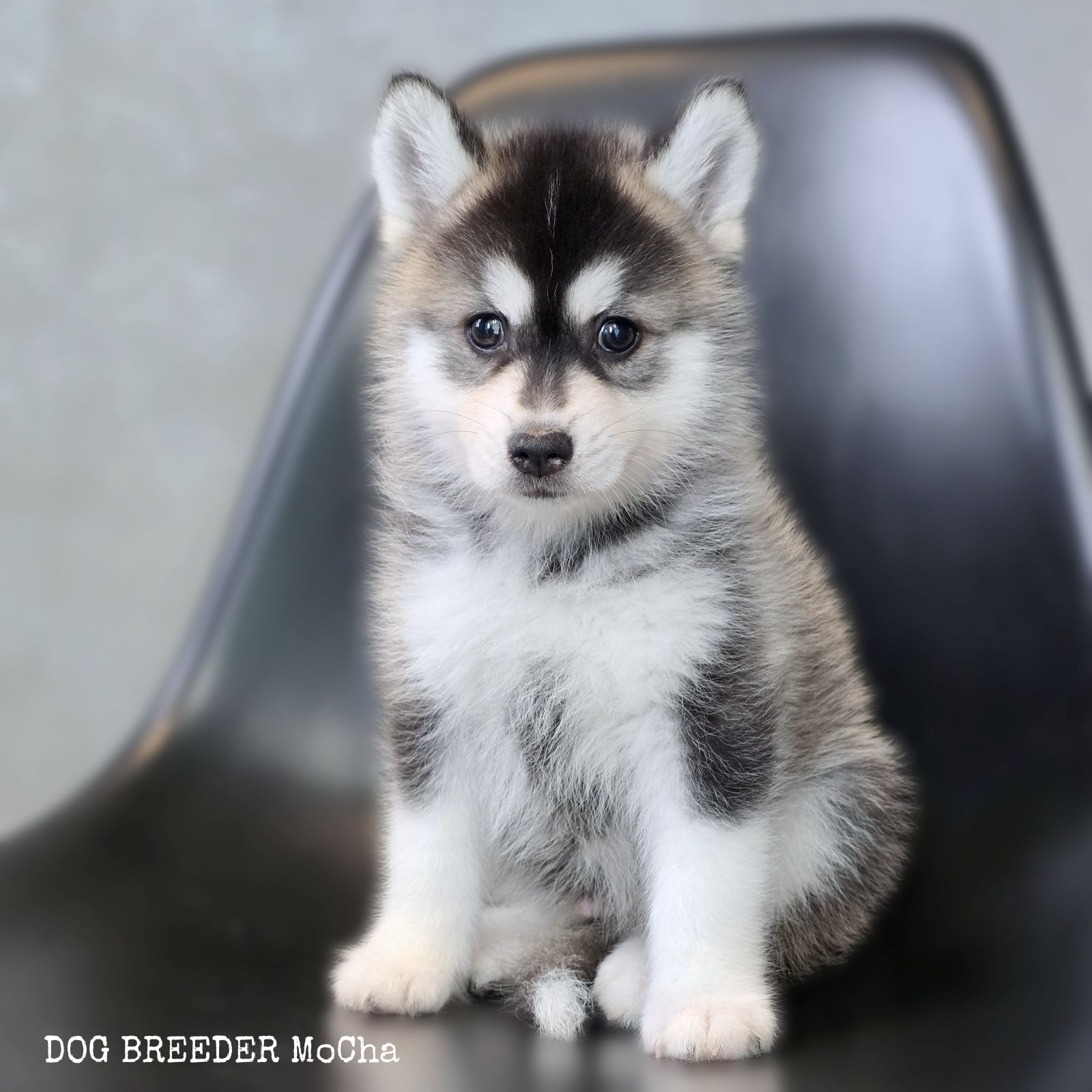 ポンスキー子犬ID()画像3