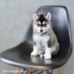 ポンスキー子犬ID()サムネイル画像1