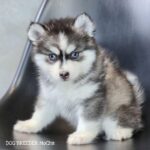 ポンスキー子犬ID()サムネイル画像3
