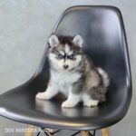 ポンスキー子犬ID()サムネイル画像1