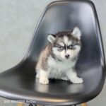 ポンスキー子犬ID()サムネイル画像2