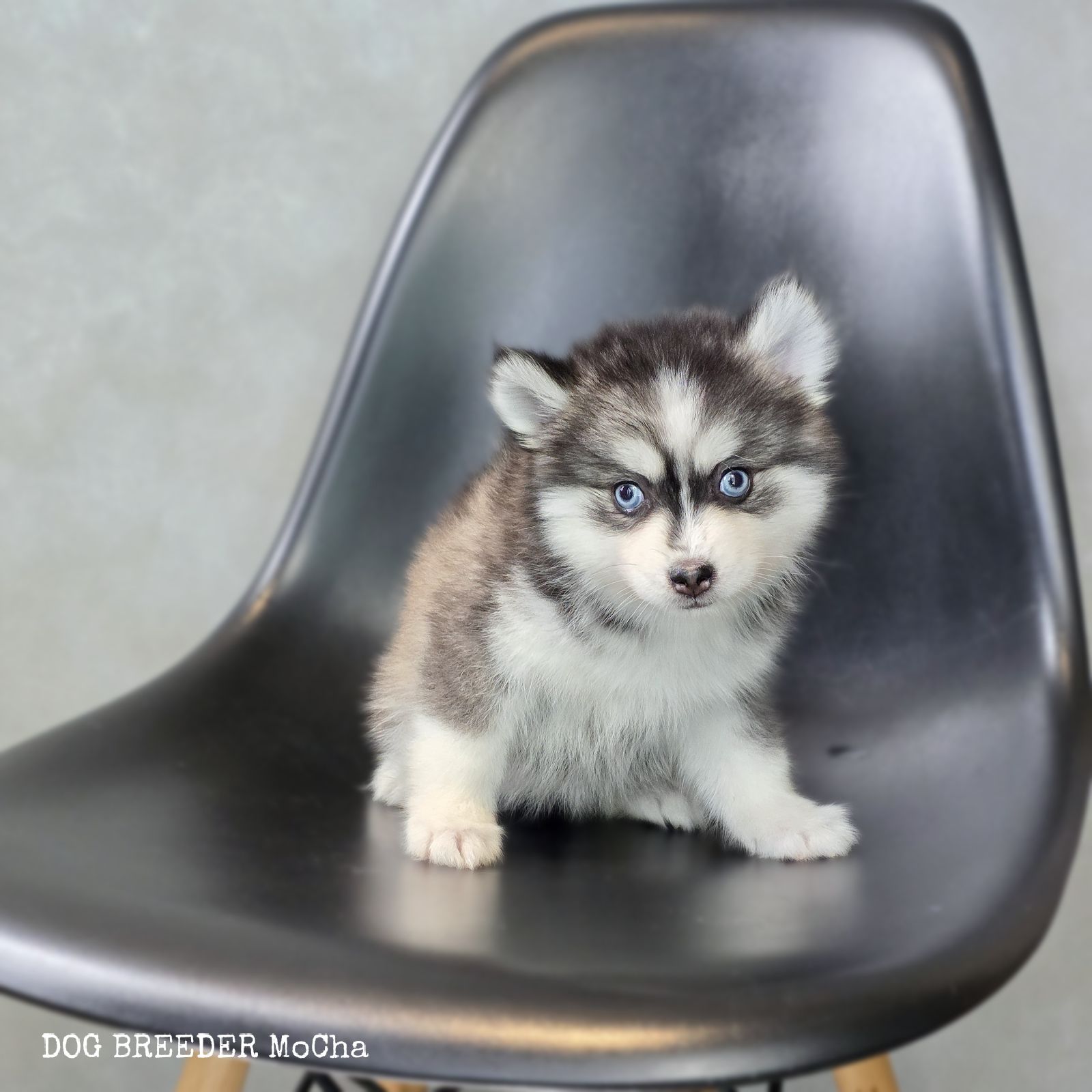 ポンスキー子犬ID()画像2