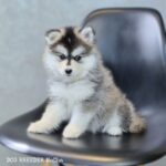 ポンスキー子犬ID()サムネイル画像1