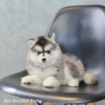 ポンスキー子犬ID()サムネイル画像2