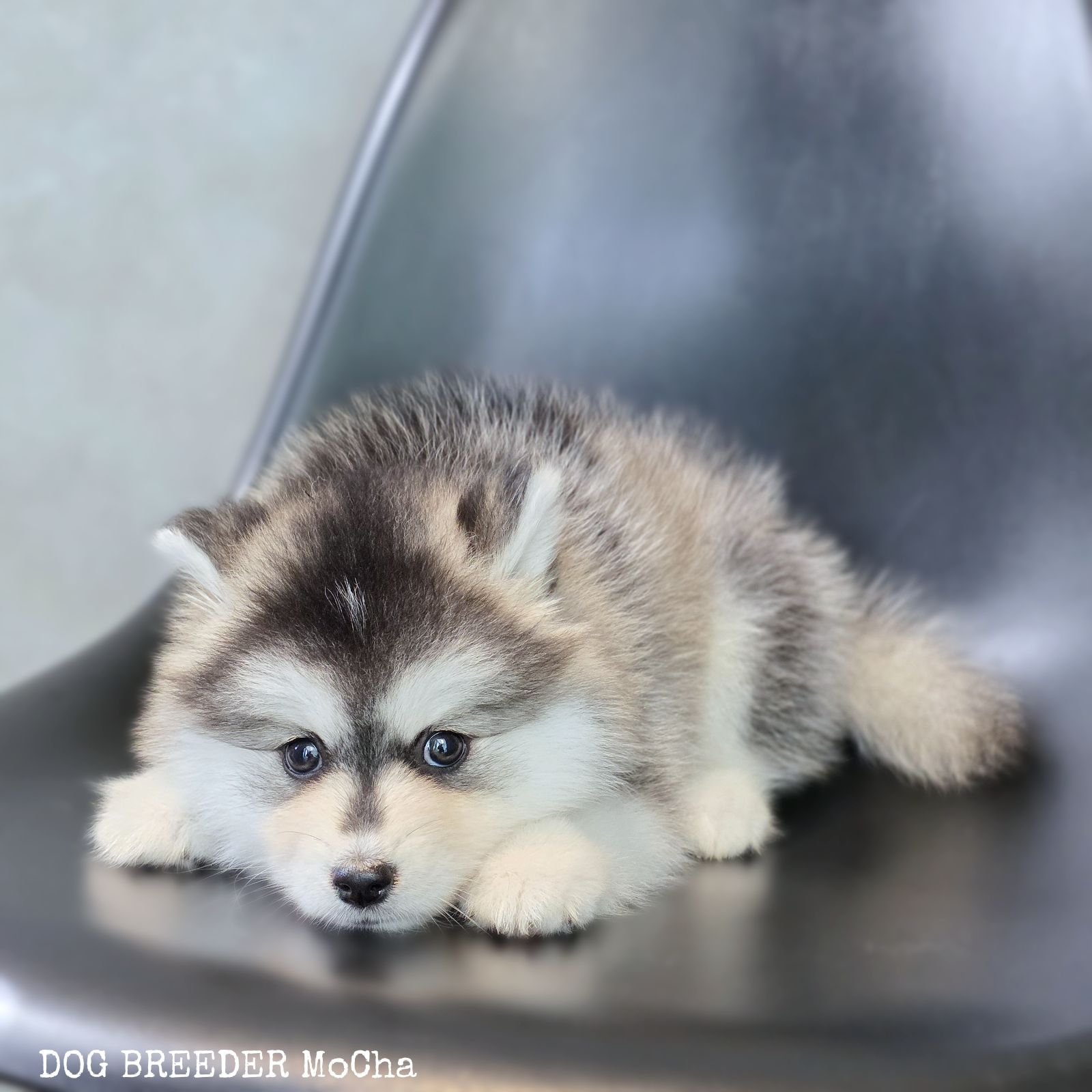 ポンスキー子犬ID()画像3
