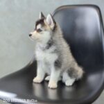 ポンスキー子犬ID()サムネイル画像2