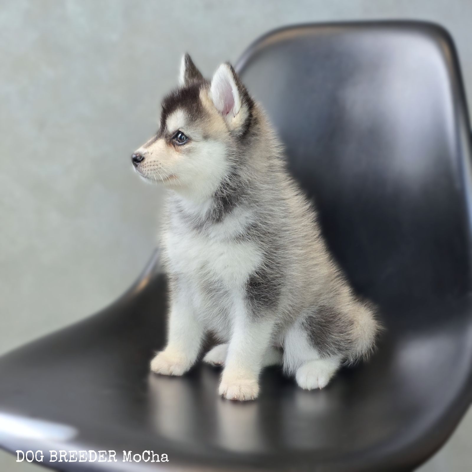 ポンスキー子犬ID()画像2