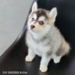ポンスキー子犬ID()サムネイル画像3