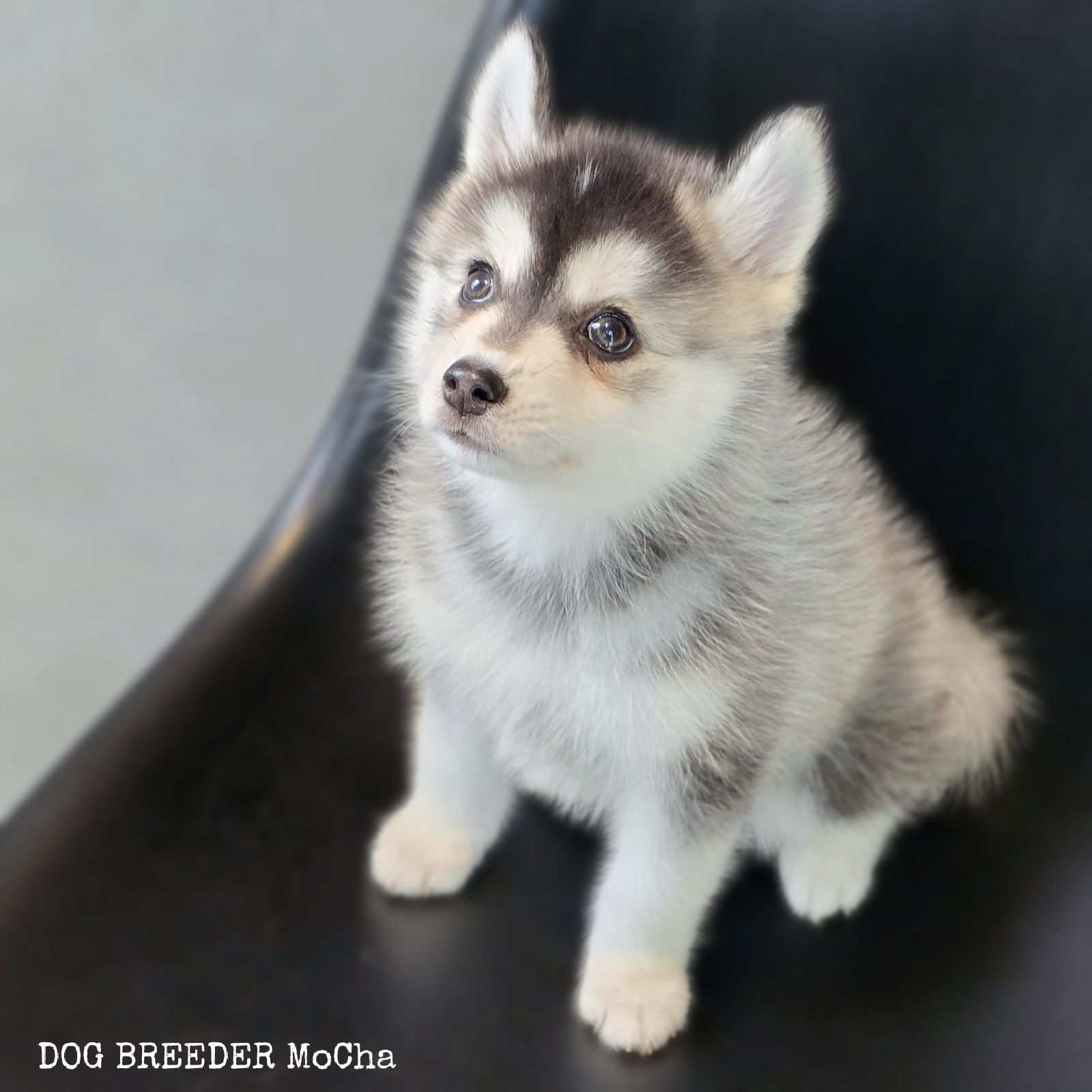 ポンスキー子犬ID()画像3