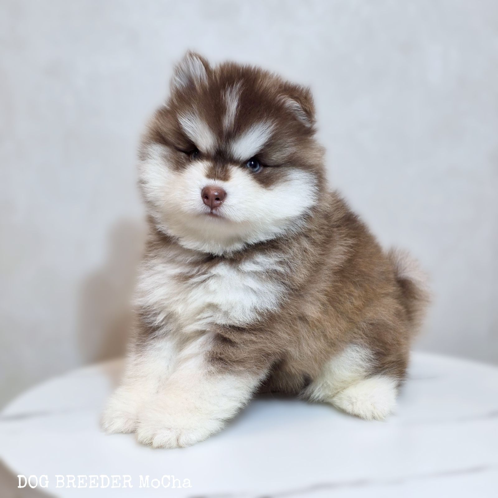 ポンスキー子犬ID()画像3
