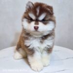 ポンスキー子犬ID()サムネイル画像2