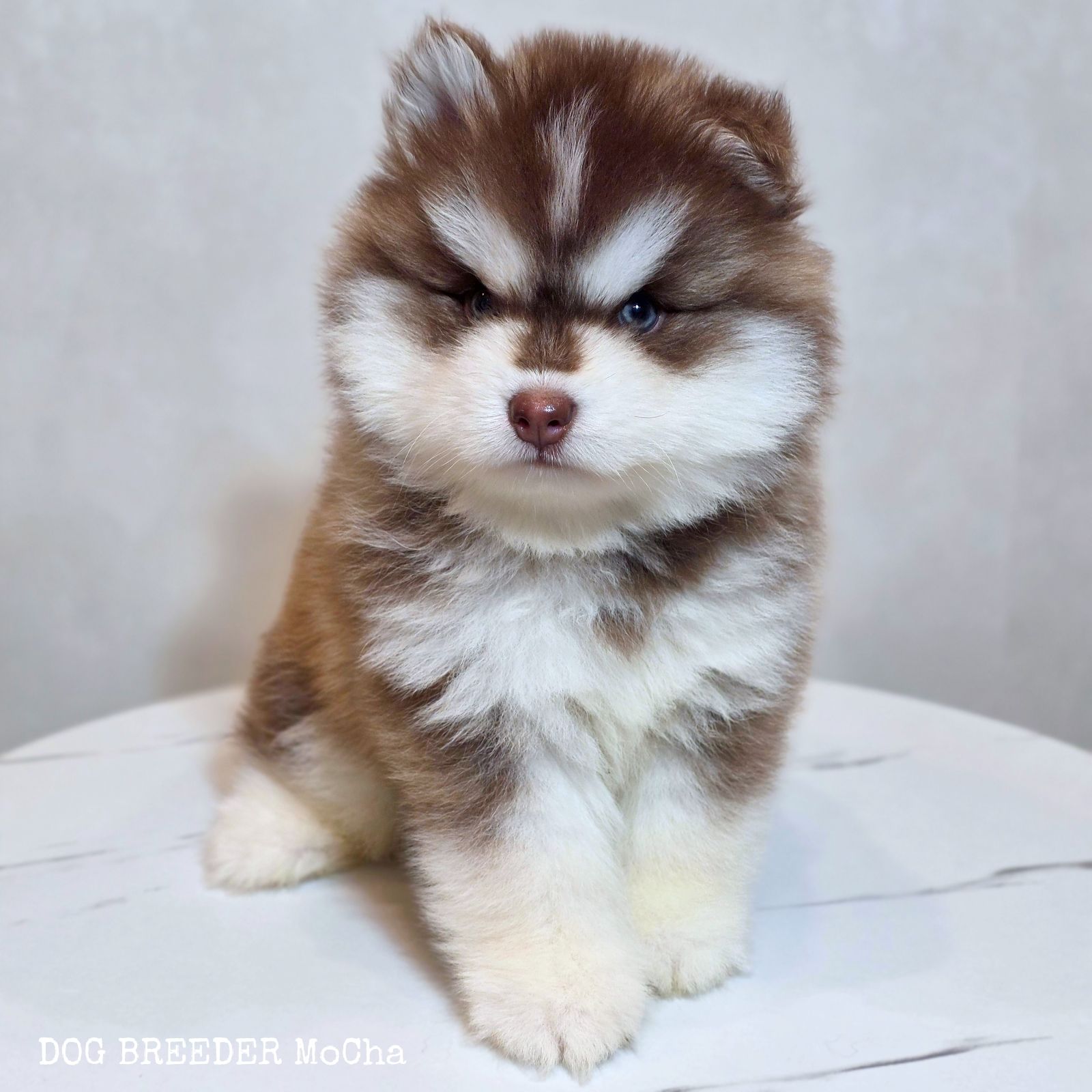 ポンスキー子犬ID()画像2