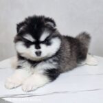 ポンスキー子犬ID()サムネイル画像1