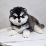 ポンスキー子犬ID()サムネイル画像2