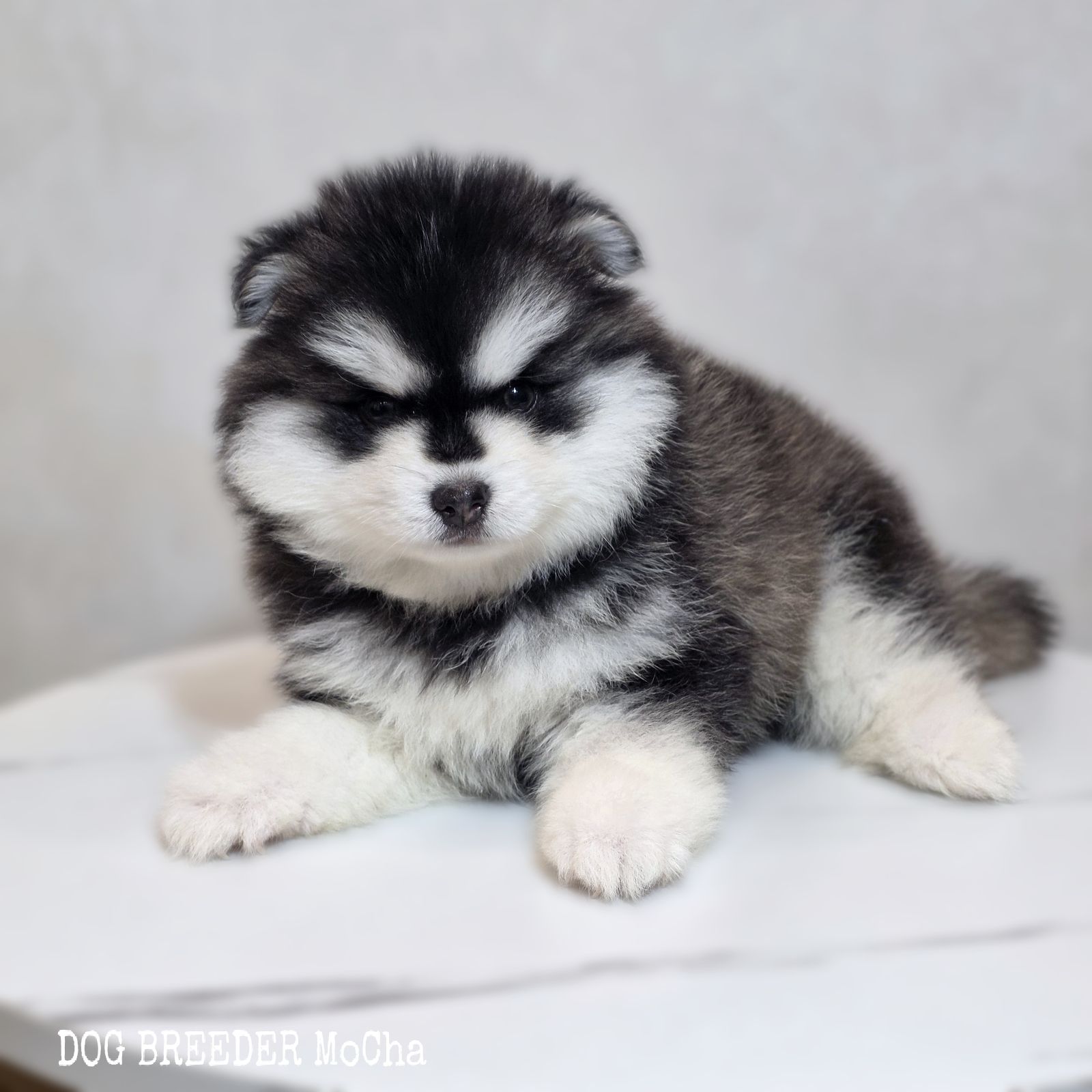 ポンスキー子犬ID()画像2