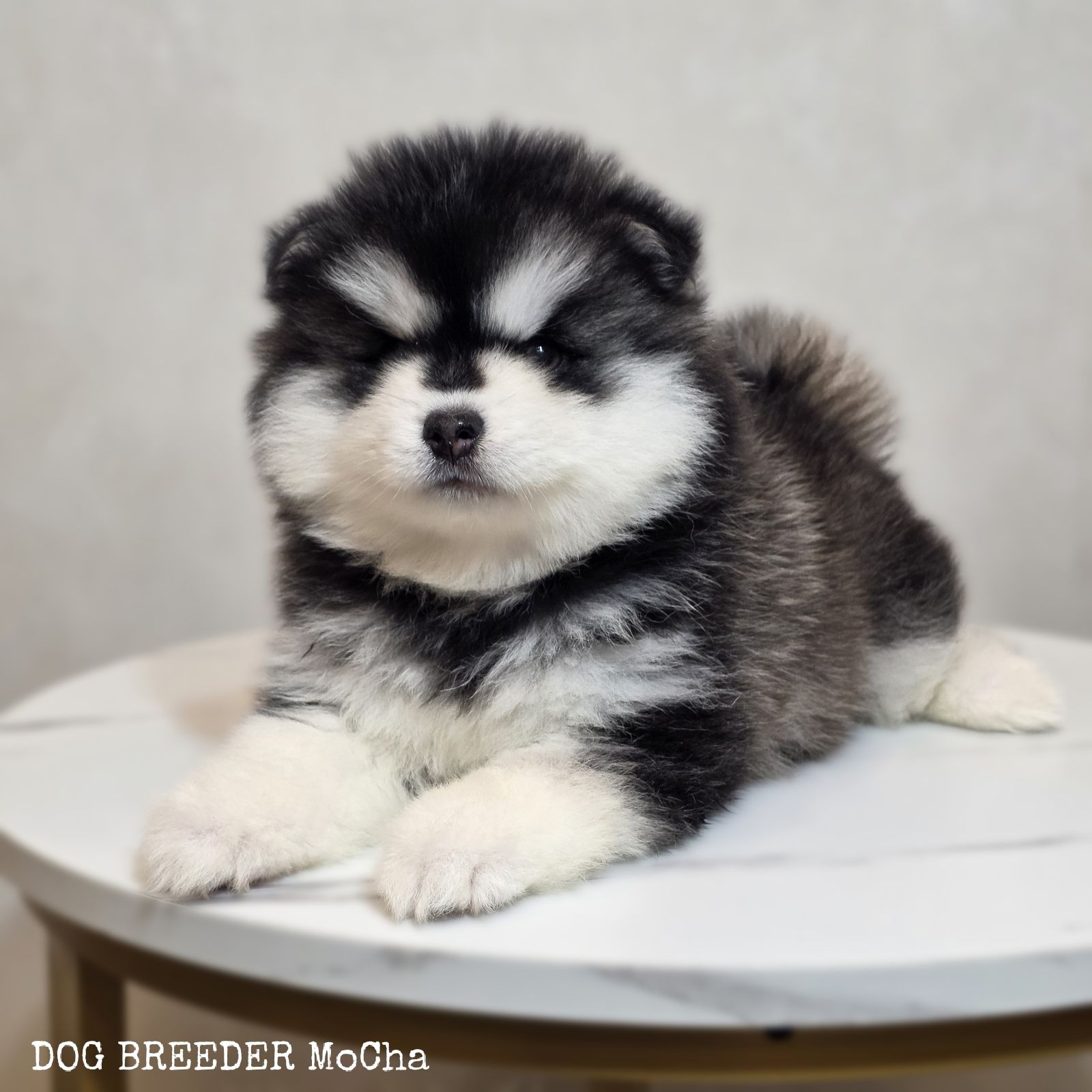 ポンスキー子犬ID()画像3