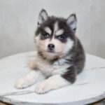 ポンスキー子犬ID()サムネイル画像1